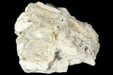Agatized Fossil Coral Geode - Florida #187965-1